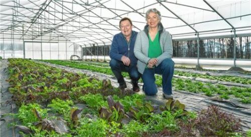 Im Gewächshaus begutachten Gisela Sengl und ihr Mann Hans Asia-Salat.