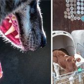 „Ich geh‘ nicht mehr in den Wald!“