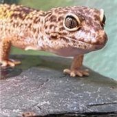 Lana verdient eine zweite Chance