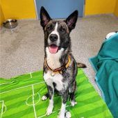 Charly liebt die Freiheit