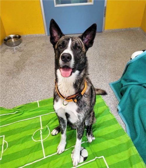 Mischlingshund Charly ist für jeden Unsinn zu haben. Foto re