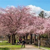 Rekord bei Gewerbebetrieben