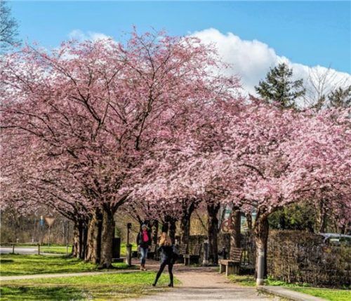 Nach wie vor ist unklar, wie das Sümo-Gelände am Rande der Altstadt weiterentwickelt werden soll. Hier stehen die Alleen aus Kirschbäumen, die jedes Jahr ein beliebtes Foto- motiv abgeben. Foto Rudolf Mayer