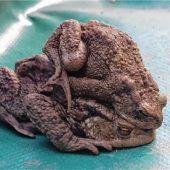 Amphibienwanderung beginnt früh