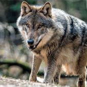 „Es gibt keine perfekte Lösung“