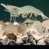 Garnele Ludwig ist ein waschechter Bayer