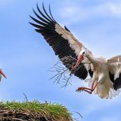 Mit Erfahrung schneller am Ziel