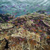 Wärmerekord der Weltmeere hat viele Gründe