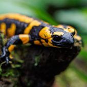 Drei Zugstrecken ausgeschrieben Feuersalamander werden gezählt