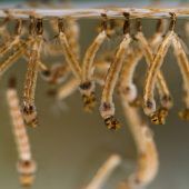 Ein Weibchen hat 350 Nachkommen