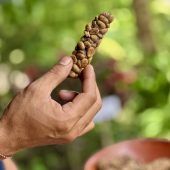 Mythos Kopi Luwak: Wie Schleichkatzen für Luxuskaffee leiden
