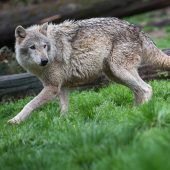 Rekordwanderung Elefanten trauern
