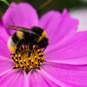 Mehr Natur im Garten