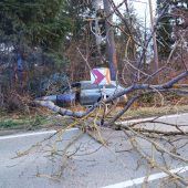 36-Jähriger fällt Baum mit Auto