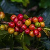 Kaffee könnte teurer werden