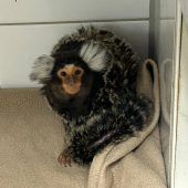 Flüchtlingssiedlung wird erweitert Mann unter Traktor begraben Affe verirrt sich auf Terrasse Mord vor 25 Jahren: Verdächtige gefasst Jäger findet getöteten Schwan