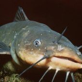 Welche Fische sich in unseren Seen tummeln