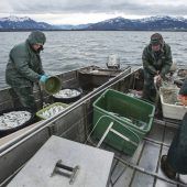 Der Klimawandel trifft auch Bayerns Fischer