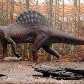 Saurier-Sensation in Franken