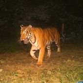 Tiger schnappt sich Fotofalle