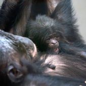 Bonobo-Uroma wird Mutter
