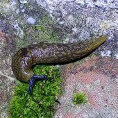 Gestörte Ruhe Bierschnegel gesucht