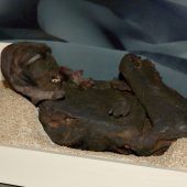 Geraubte Knochen in Münchner Museen