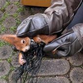Eichhörnchen hängt in Katzennetz fest Anti-Israel-Parole: Der Staatsschutz ermittelt