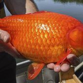 Lebenslanges Wachstum: Riesen werden zur Plage