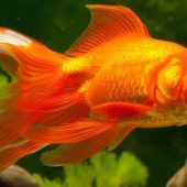 Der Goldfisch-Flüsterer aus München