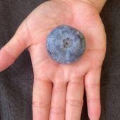 Gigantische Heidelbeere