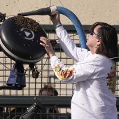 Bsssss! Zverev-Autsch nach Bienen-Invasion