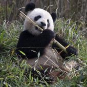 Experten für die Panda-Paarung