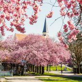 Der Frühling von seiner schönsten Seite