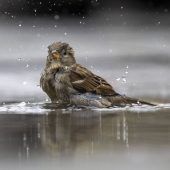 Kein Dreckspatz