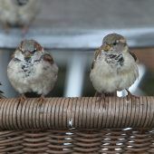 Münchens Spatzen in großer Not