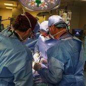 Erste Schweineniere transplantiert