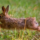 Jäger melden: Zahl der Feldhasen in Bayern stabil