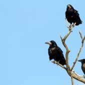 Die Saatkrähe auf der Abschussliste