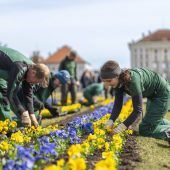 Blumenpracht im Park