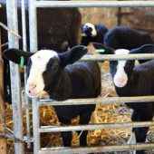 Vierfache Freude für Schafzüchterin Marianne Hobmaier