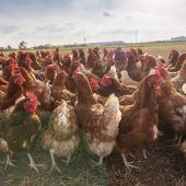 Knapp 20 Prozent der bayerischen Eier aus Bio-Haltung