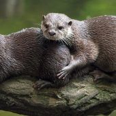 Bayerns Beste: Tierische Rekordhalter
