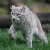 Luchs sucht die Liebe Angst vor Hornisse