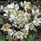 Christrosen blühen bis in den Mai