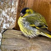 Döst ein Zeisigam Futterhäusl