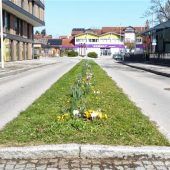 Stadtgärtner sorgen für florale Frühlingsgefühle in Kolbermoor