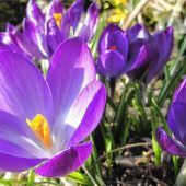 Krokusse kündigen den Frühling an