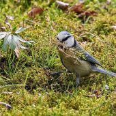 Gefiederter Frühlingsbote