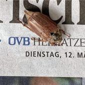Ein Maikäfer im März